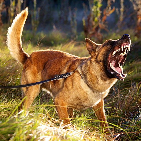 Animal, Dog Attacks, Bites, Scratches - Personal Injury Claim Experts / No Win, No Fee / Accident Claims Leicester